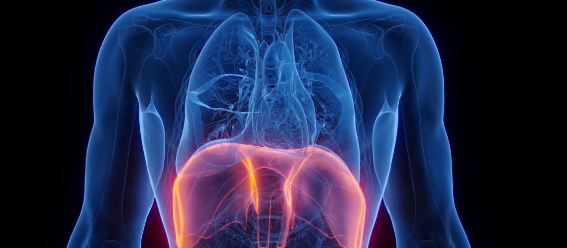 Le diaphragme : un acteur clé de notre respiration Le diaphragme : un acteur clé de notre respiration