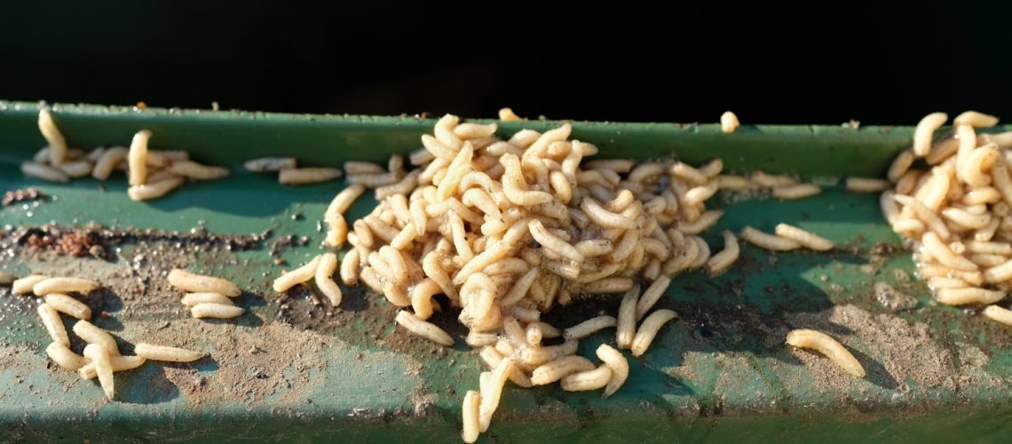 Pourquoi j’ai des vers blancs à la maison ? Et comment m’en débarrasser ? Pourquoi j'ai des vers blancs à la maison ? Et comment m'en débarrasser ?